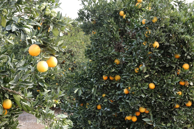 Orangenplantagen