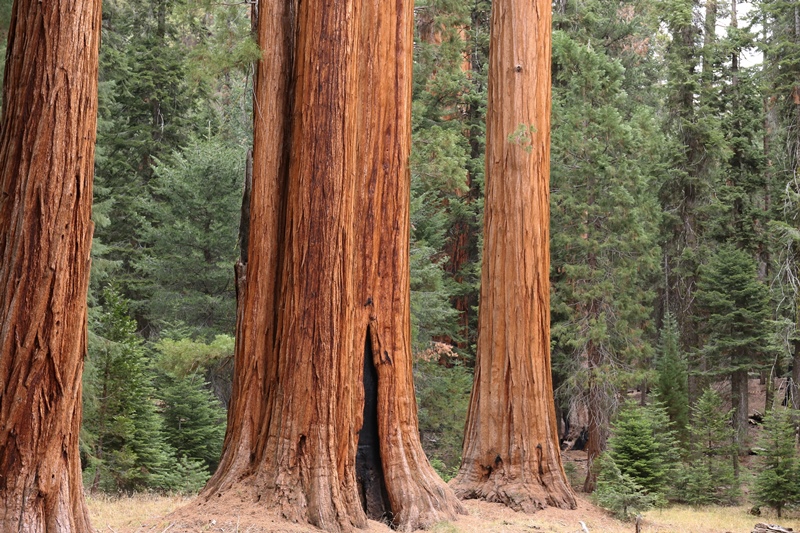 Sequoia-Stämme