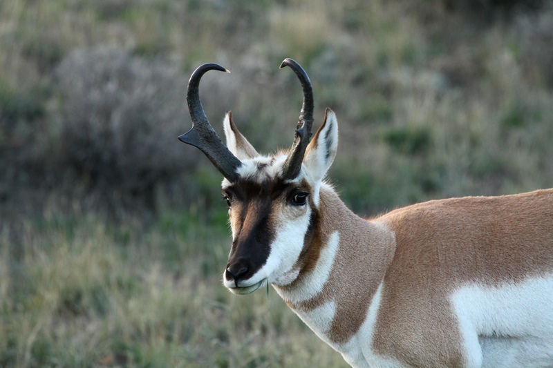 gwundrige Gableantilope