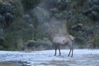 ein Elk wärmt sich im heissen Dampf