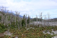 abgestorbener Wald. Der Vulkan Chaiten brach 2008 aus
